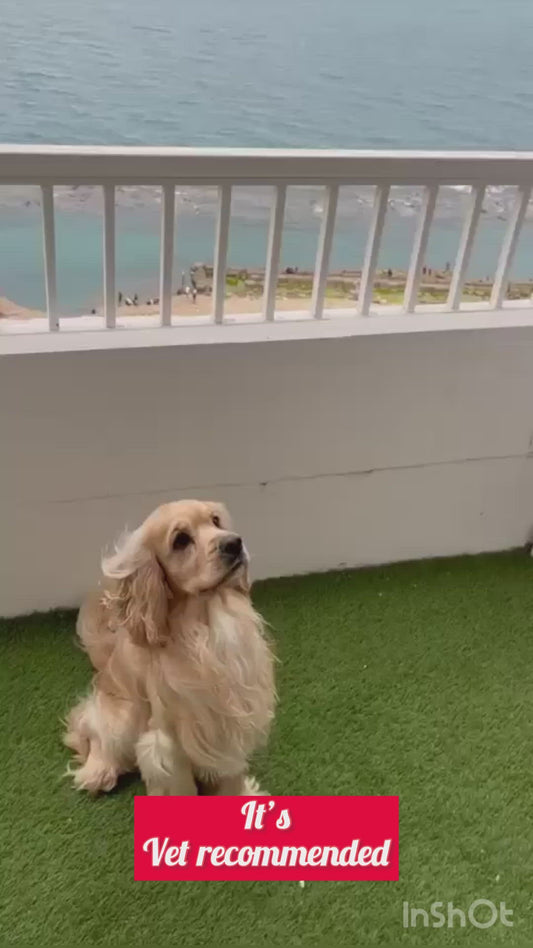 Hulky Pack For Dogs - Best Fresh and Healthy Food  for Dogs - 1500g UMAMI