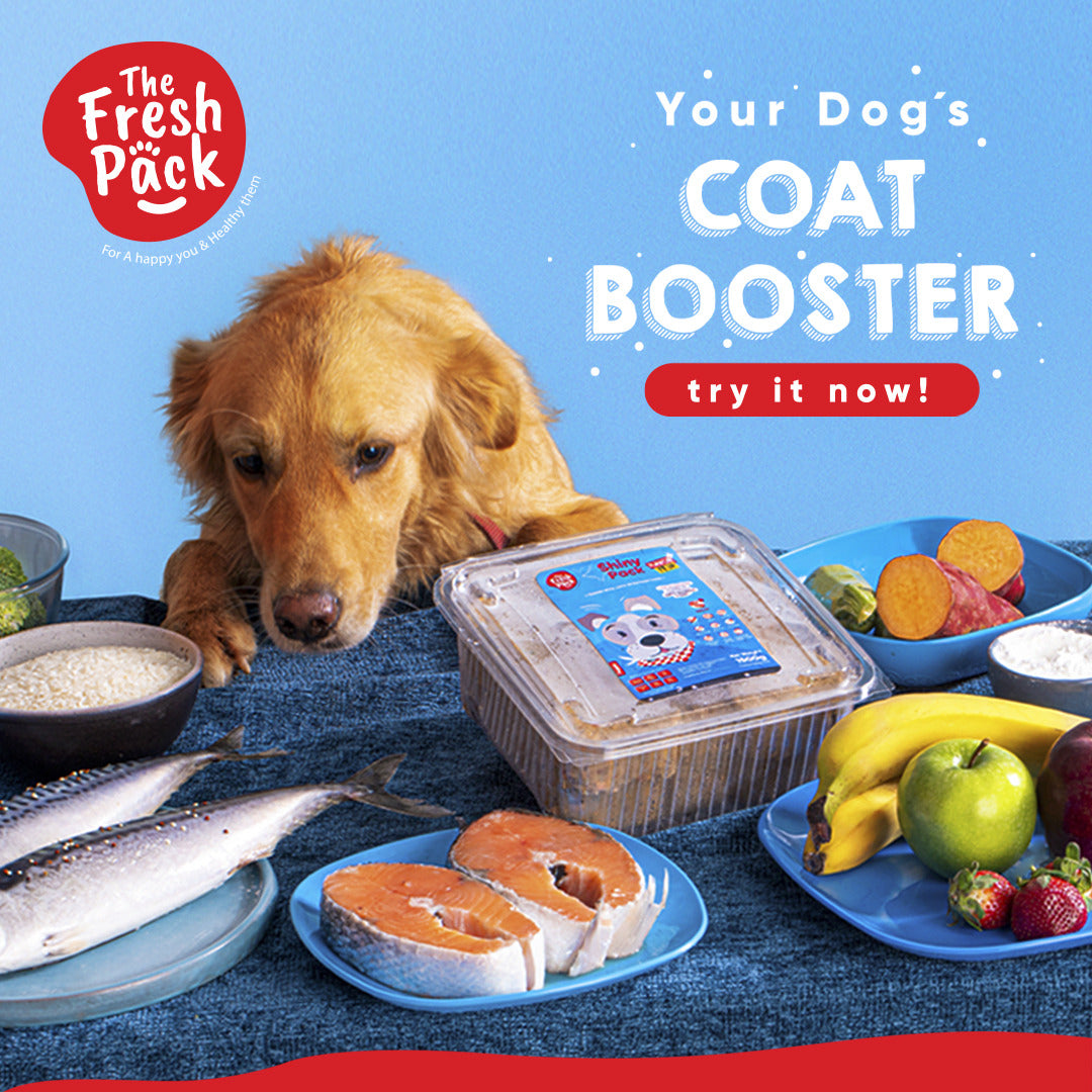 Shiny Pack For Dogs Best Fresh and Healthy Food for Dogs 1500